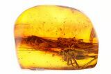Fossil Cricket (Gryllidae) and Caddisflies In Baltic Amber #292567-1